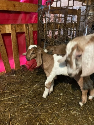 capra anglo nubiana cu iedute  - imagine 3