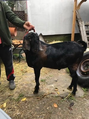 capra anglo nubiana cu iedute  - imagine 2