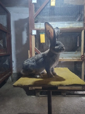 mascul urias german  - imagine 2