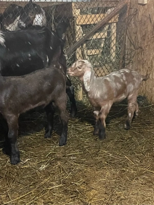 familie anglo  - imagine 2