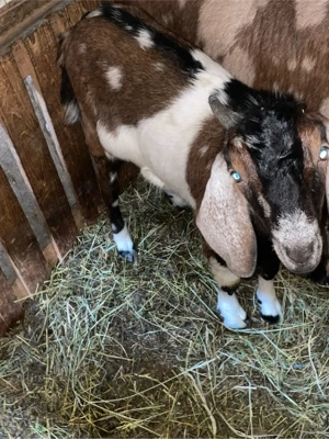 familie anglo  - imagine 5