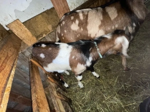 familie anglo  - imagine 4