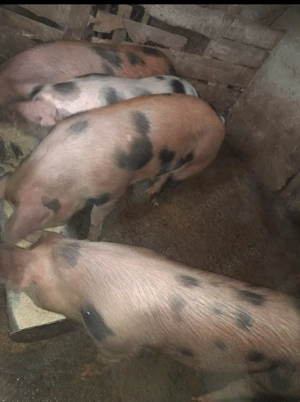 Vând porci de carne