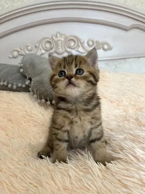  british shorthair - imagine 2