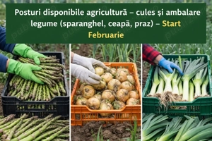 Este nevoie de cupluri serioase 