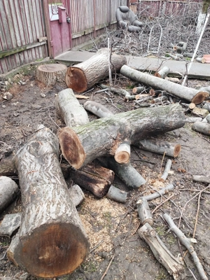 Vînd lemn nuc tîmplărie