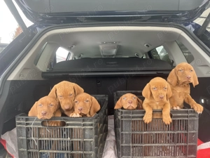 Vizsla maghiară de vânzare  - imagine 3