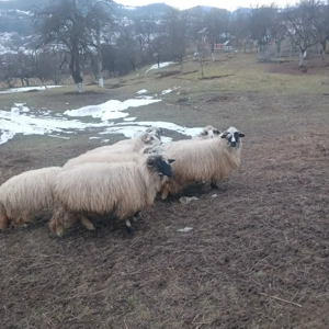 Oi cu miei, mioare - imagine 4