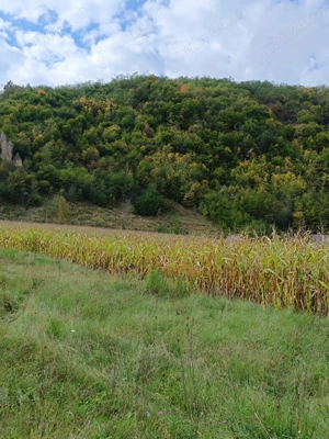 Teren Dofteana, 2800 mp - imagine 3