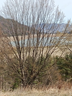 Teren Darmanesti, zona lac Valea Uzului, 3200 mp - imagine 3