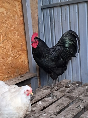 Vand schimb cocos australorp