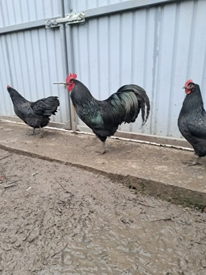 Vand schimb cocos australorp - imagine 3