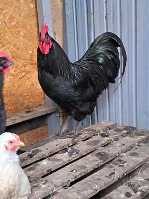 Vand schimb cocos australorp - imagine 2