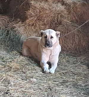 Vând femelă Kangal  - imagine 3