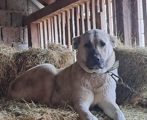 Vând femelă Kangal  - imagine 2