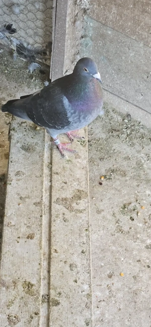 Vand porumbei voiajori fond si maraton. - imagine 5