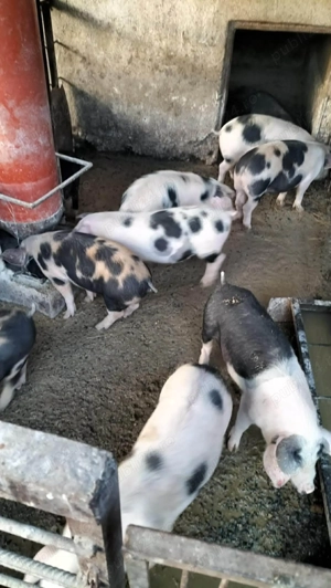 Burlinci de vânzare 