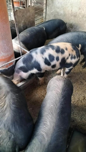 Burlinci de vânzare  - imagine 3