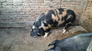 Porci de vânzare  - imagine 2