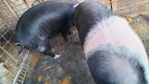 Porci de vânzare  - imagine 3