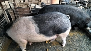 Porci de vânzare 