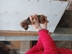 Teckel la 8 săptămâni 