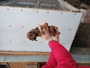 Teckel la 8 săptămâni  - imagine 2