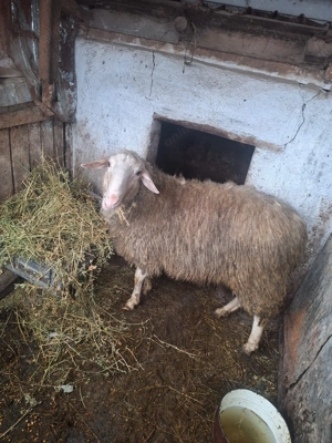 Vând berbecuț,rază friza