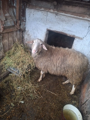 Vând berbecuț,rază friza - imagine 2