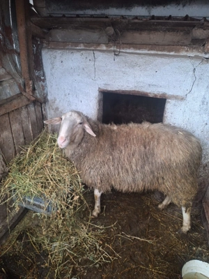 Vând berbecuț,rază friza - imagine 4