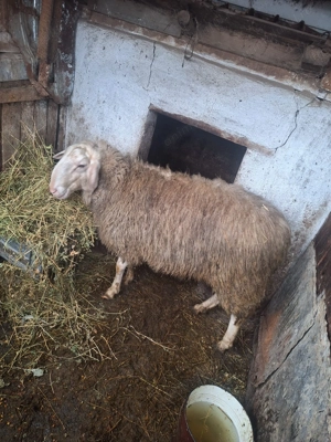 Vând berbecuț,rază friza - imagine 3