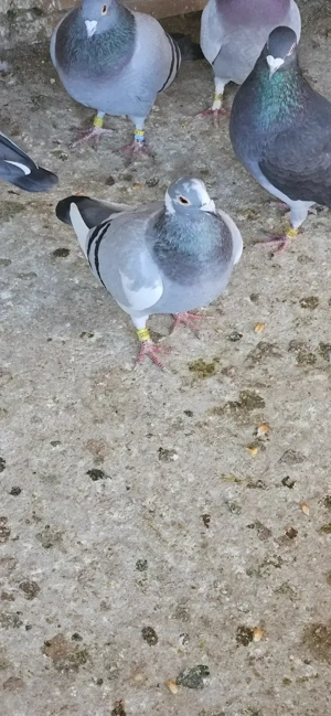 Vand porumbei voiajori fond si maraton. - imagine 4