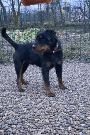 Mascul  Jagd Terrier jagdterierr