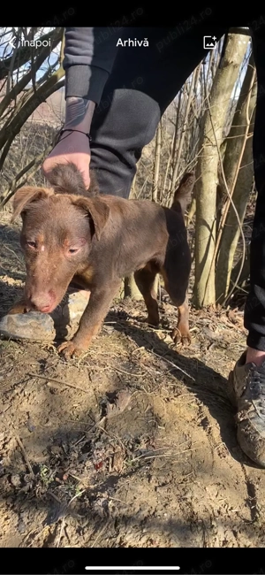 Mascul Jagd Terrier jagdterrier  - imagine 2