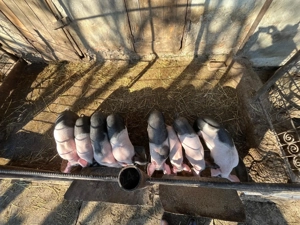 Purcei de vanzare - imagine 2