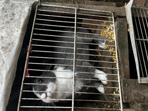 Iepuri și gâscani de vânzare  - imagine 2