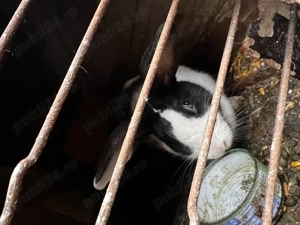 Iepuri și gâscani de vânzare  - imagine 3