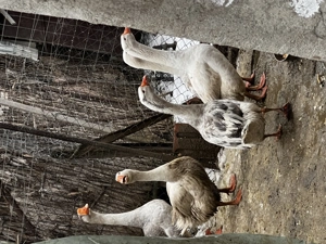 Iepuri și gâscani de vânzare  - imagine 5