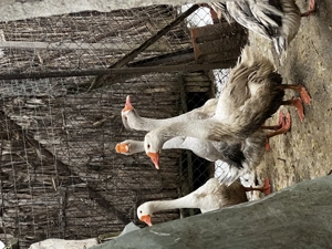 Iepuri și gâscani de vânzare  - imagine 4