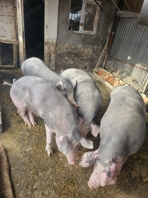 porci de vanzare 13 lei kg