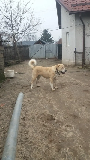 Ciobănesc de asia centrală - imagine 5