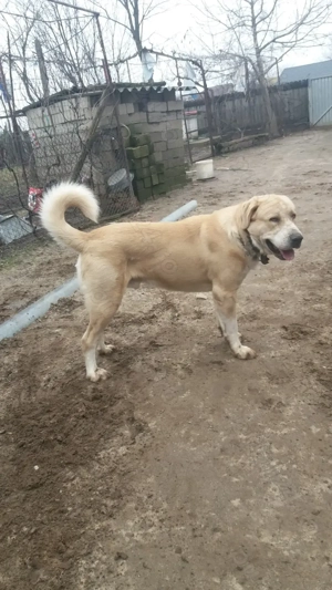 Ciobănesc de asia centrală - imagine 4