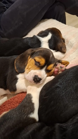 Cățelușă Beagle de vânzare! - imagine 3