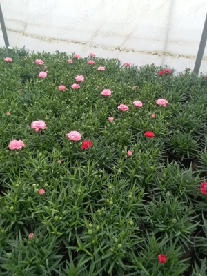 Producător vând flori 