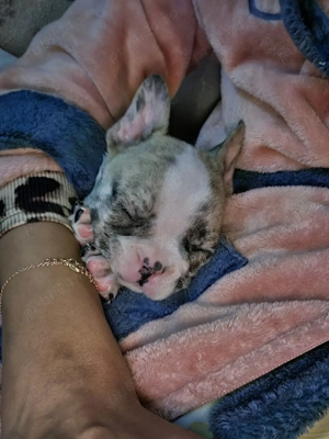 Cautam casuta  - imagine 2