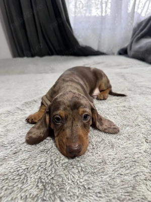 Teckel Mini Arlechin - imagine 3