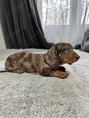 Teckel Mini Arlechin - imagine 2