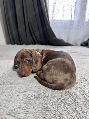 Teckel Mini Arlechin - imagine 4