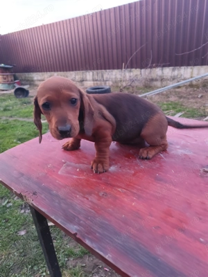 Teckeli deosebiți - imagine 2