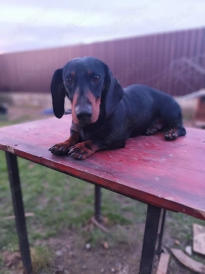 Teckeli deosebiți - imagine 4